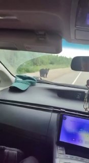 Медведи На Федеральной Трассе: Опасные Встречи С Автомобилистами