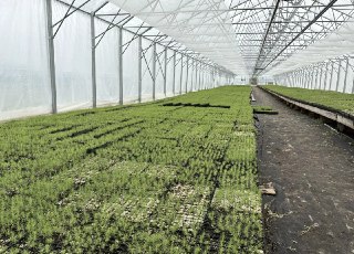 В Якутии восстановят 160 тысяч гектаров лесов к 2026 году