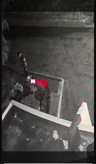 Необычное воровство: цветок украден прямо с подъезда