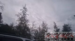 Летучие мыши на дачах: необычное явление в Сергелях